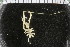  ( - ZMBN_104941)  @11 [ ] CreativeCommons - Attribution Non-Commercial Share-Alike (2016) University of Bergen Natural History Collections