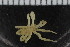  ( - ZMBN_104943)  @11 [ ] CreativeCommons - Attribution Non-Commercial Share-Alike (2016) University of Bergen Natural History Collections
