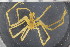  ( - ZMBN_104944)  @11 [ ] CreativeCommons - Attribution Non-Commercial Share-Alike (2016) University of Bergen Natural History Collections