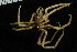  ( - ZMBN_104948)  @11 [ ] CreativeCommons - Attribution Non-Commercial Share-Alike (2016) University of Bergen Natural History Collections