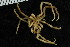  ( - ZMBN_104948)  @11 [ ] CreativeCommons - Attribution Non-Commercial Share-Alike (2016) University of Bergen Natural History Collections