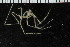 ( - ZMBN_104949)  @11 [ ] CreativeCommons - Attribution Non-Commercial Share-Alike (2016) University of Bergen Natural History Collections