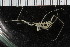  ( - ZMBN_104950)  @11 [ ] CreativeCommons - Attribution Non-Commercial Share-Alike (2016) University of Bergen Natural History Collections