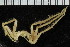  ( - ZMBN_104951)  @11 [ ] CreativeCommons - Attribution Non-Commercial Share-Alike (2016) University of Bergen Natural History Collections