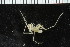  ( - ZMBN_104954)  @11 [ ] CreativeCommons - Attribution Non-Commercial Share-Alike (2016) University of Bergen Natural History Collections