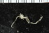  ( - ZMBN_104955)  @11 [ ] CreativeCommons - Attribution Non-Commercial Share-Alike (2016) University of Bergen Natural History Collections