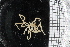  ( - ZMBN_104963)  @11 [ ] CreativeCommons - Attribution Non-Commercial Share-Alike (2016) University of Bergen Natural History Collections