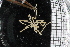  ( - ZMBN_104963)  @11 [ ] CreativeCommons - Attribution Non-Commercial Share-Alike (2016) University of Bergen Natural History Collections