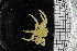  ( - ZMBN_104967)  @11 [ ] CreativeCommons - Attribution Non-Commercial Share-Alike (2016) University of Bergen Natural History Collections