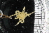  ( - ZMBN_104968)  @11 [ ] CreativeCommons - Attribution Non-Commercial Share-Alike (2016) University of Bergen Natural History Collections