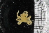  ( - ZMBN_104969)  @11 [ ] CreativeCommons - Attribution Non-Commercial Share-Alike (2016) University of Bergen Natural History Collections