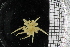  ( - ZMBN_104970)  @11 [ ] CreativeCommons - Attribution Non-Commercial Share-Alike (2016) University of Bergen Natural History Collections
