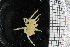  ( - ZMBN_104970)  @11 [ ] CreativeCommons - Attribution Non-Commercial Share-Alike (2016) University of Bergen Natural History Collections