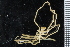 (Nymphon sluiteri - ZMBN_104971)  @11 [ ] CreativeCommons - Attribution Non-Commercial Share-Alike (2016) University of Bergen Natural History Collections