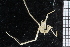  ( - ZMBN_104978)  @11 [ ] CreativeCommons - Attribution Non-Commercial Share-Alike (2016) University of Bergen Natural History Collections