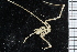  ( - ZMBN_104978)  @11 [ ] CreativeCommons - Attribution Non-Commercial Share-Alike (2016) University of Bergen Natural History Collections