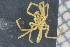  ( - ZMBN_104982)  @11 [ ] CreativeCommons - Attribution Non-Commercial Share-Alike (2016) University of Bergen Natural History Collections
