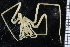  ( - ZMBN_104988)  @11 [ ] CreativeCommons - Attribution Non-Commercial Share-Alike (2016) University of Bergen Natural History Collections