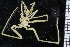  ( - ZMBN_104988)  @11 [ ] CreativeCommons - Attribution Non-Commercial Share-Alike (2016) University of Bergen Natural History Collections