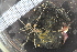  ( - ZMBN_106091)  @11 [ ] CreativeCommons - Attribution Non-Commercial Share-Alike (2016) University of Bergen Natural History Collections