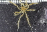  ( - ZMBN_106107)  @11 [ ] CreativeCommons - Attribution Non-Commercial Share-Alike (2016) University of Bergen Natural History Collections