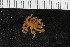  ( - ZMBN_106283)  @11 [ ] CreativeCommons - Attribution Non-Commercial Share-Alike (2016) University of Bergen Natural History Collections