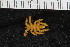  ( - ZMBN_106284)  @11 [ ] CreativeCommons - Attribution Non-Commercial Share-Alike (2016) University of Bergen Natural History Collections