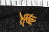  ( - ZMBN_106284)  @11 [ ] CreativeCommons - Attribution Non-Commercial Share-Alike (2016) University of Bergen Natural History Collections
