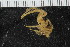 ( - ZMBN_106285)  @11 [ ] CreativeCommons - Attribution Non-Commercial Share-Alike (2016) University of Bergen Natural History Collections