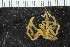  ( - ZMBN_106285)  @11 [ ] CreativeCommons - Attribution Non-Commercial Share-Alike (2016) University of Bergen Natural History Collections