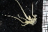  ( - ZMBN_106332)  @11 [ ] CreativeCommons - Attribution Non-Commercial Share-Alike (2016) University of Bergen Natural History Collections