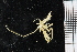  ( - ZMBN_106333)  @11 [ ] CreativeCommons - Attribution Non-Commercial Share-Alike (2016) University of Bergen Natural History Collections