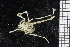  (Nymphon macronyx - ZMBN_106334)  @11 [ ] CreativeCommons - Attribution Non-Commercial Share-Alike (2016) University of Bergen Natural History Collections