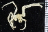  ( - ZMBN_106335)  @11 [ ] CreativeCommons - Attribution Non-Commercial Share-Alike (2016) University of Bergen Natural History Collections