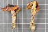  ( - O-F-74961)  @11 [ ] CreativeCommons - Attribution Non-Commercial (2013) Katriina Bendiksen Natural History Museum, University of Oslo, Norway
