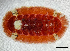  (Callochitonidae - ZMBN-146753)  @11 [ ] Creative Commons BY NC SA (2022) University of Bergen Natural History Collections