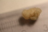  (Peltogaster curvatus - CNPECU03B)  @11 [ ] CreativeCommons - Attribution Non-Commercial (2017) Christoph Noever University of Bergen