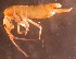  (Pogonognathellus longicornis - Norcoll-096)  @11 [ ] CreativeCommons - Attribution Non-Commercial Share-Alike (2014) Arne Fjellberg Arne Fjellberg Entomological Research