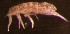  ( - Norcoll-150)  @12 [ ] CreativeCommons - Attribution Non-Commercial Share-Alike (2014) Arne Fjellberg Arne Fjellberg Entomological Research