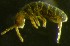  ( - Norcoll-190)  @12 [ ] CreativeCommons - Attribution Non-Commercial Share-Alike (2014) Arne Fjellberg Arne Fjellberg Entomological Research