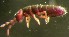  ( - Nordcoll-393)  @11 [ ] CreativeCommons - Attribution Non-Commercial Share-Alike (2015) Arne Fjellberg Arne Fjellberg Entomological Research
