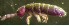  ( - Nordcoll-394)  @11 [ ] CreativeCommons - Attribution Non-Commercial Share-Alike (2015) Arne Fjellberg Arne Fjellberg Entomological Research