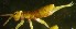  ( - Nordcoll-425)  @12 [ ] CreativeCommons - Attribution Non-Commercial Share-Alike (2015) Arne Fjellberg Arne Fjellberg Entomological Research
