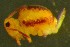 ( - Nordcoll-434)  @11 [ ] CreativeCommons - Attribution Non-Commercial Share-Alike (2015) Arne Fjellberg Arne Fjellberg Entomological Research