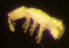  ( - Nordcoll-442)  @11 [ ] CreativeCommons - Attribution Non-Commercial Share-Alike (2015) Arne Fjellberg Arne Fjellberg Entomological Research