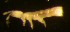  ( - Nordcoll-444)  @11 [ ] CreativeCommons - Attribution Non-Commercial Share-Alike (2015) Arne Fjellberg Arne Fjellberg Entomological Research
