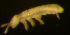  ( - Nordcoll-461)  @11 [ ] CreativeCommons - Attribution Non-Commercial Share-Alike (2015) Arne Fjellberg Arne Fjellberg Entomological Research
