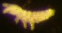  ( - Nordcoll-474)  @11 [ ] CreativeCommons - Attribution Non-Commercial Share-Alike (2015) Arne Fjellberg Arne Fjellberg Entomological Research