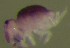  ( - Nordcoll-259)  @11 [ ] CreativeCommons - Attribution Non-Commercial Share-Alike (2015) Arne Fjellberg Arne Fjellberg Entomological Research