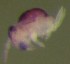  ( - Nordcoll-261)  @11 [ ] CreativeCommons - Attribution Non-Commercial Share-Alike (2015) Arne Fjellberg Arne Fjellberg Entomological Research